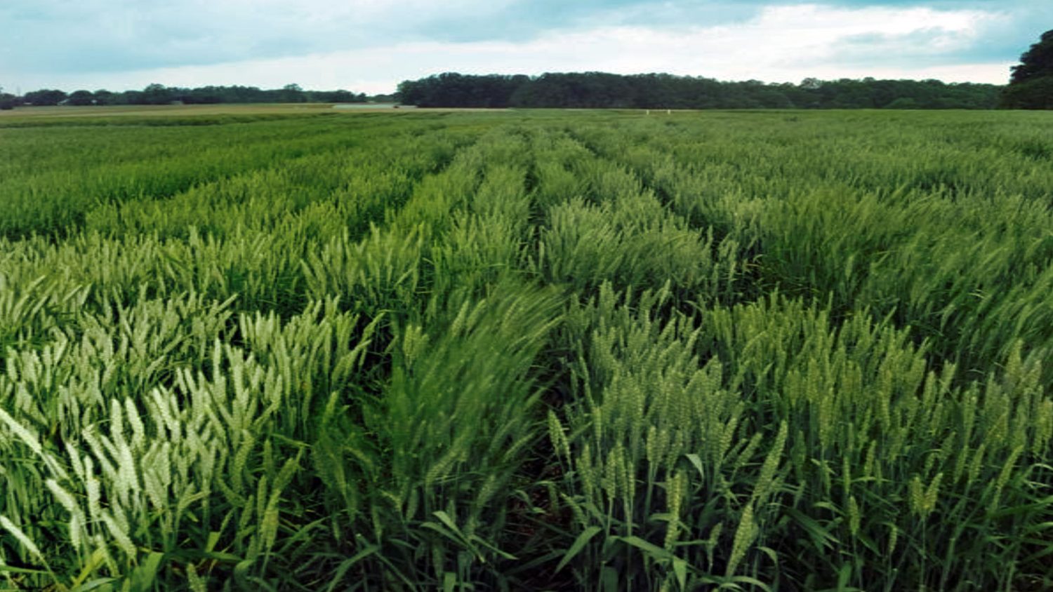 Small Grains wheat field test