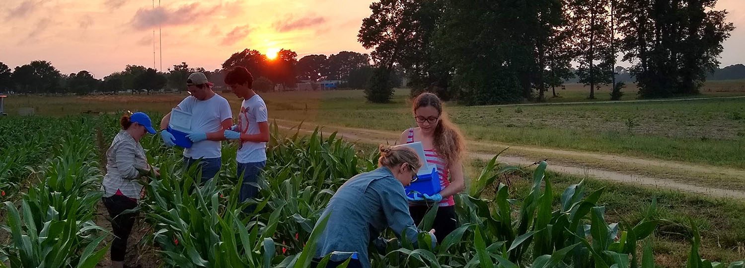 A group of students in a corn field as the sun sets. (From Summer 2019)