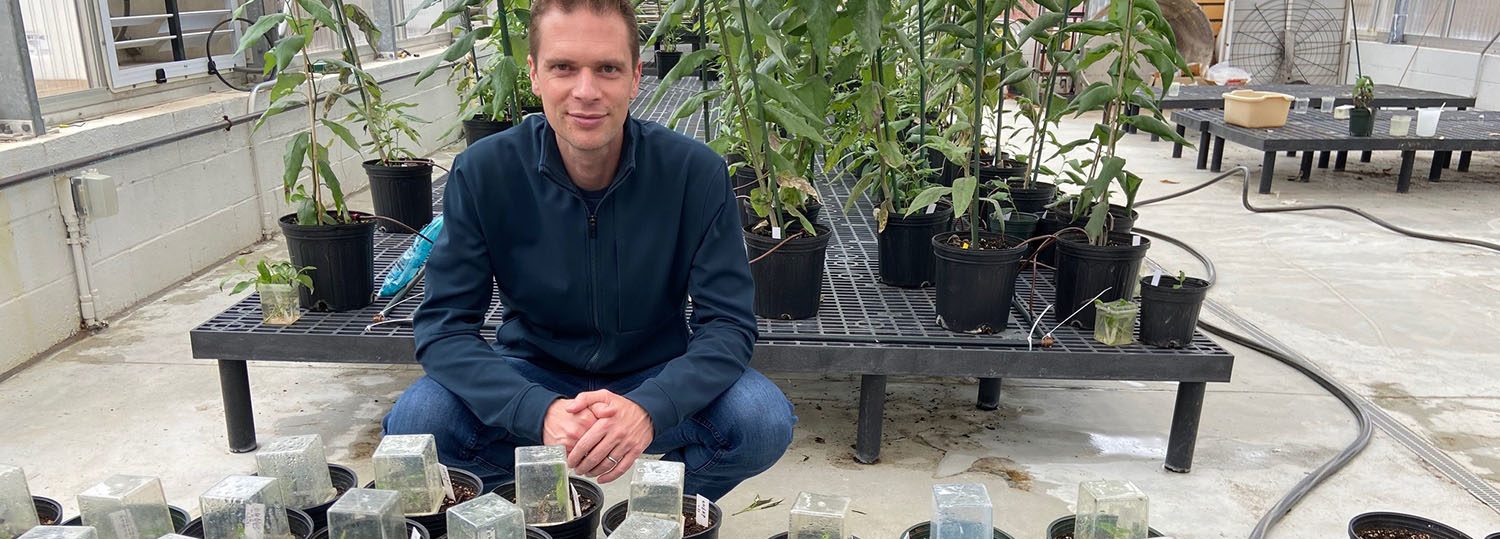 Rodolphe Barrangou, professor and co-founder of TreeCo, with genome edited poplars.