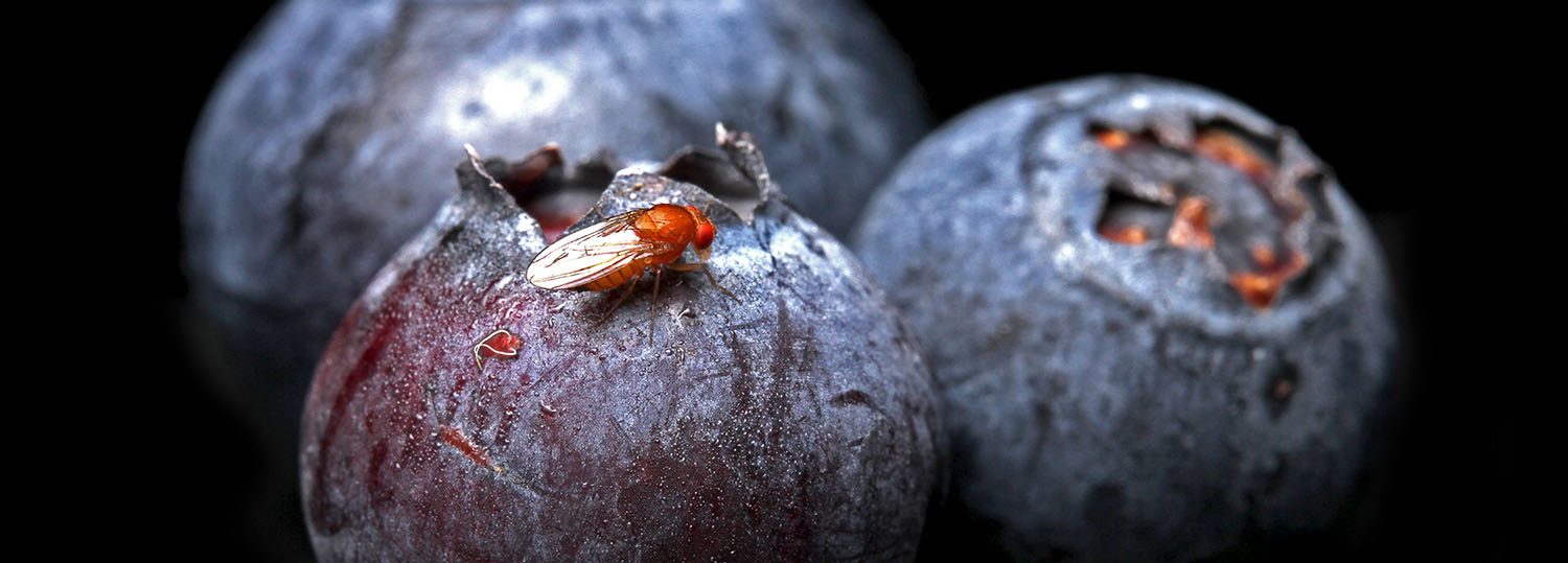 A small, red fly on a blueberry, against a black background.