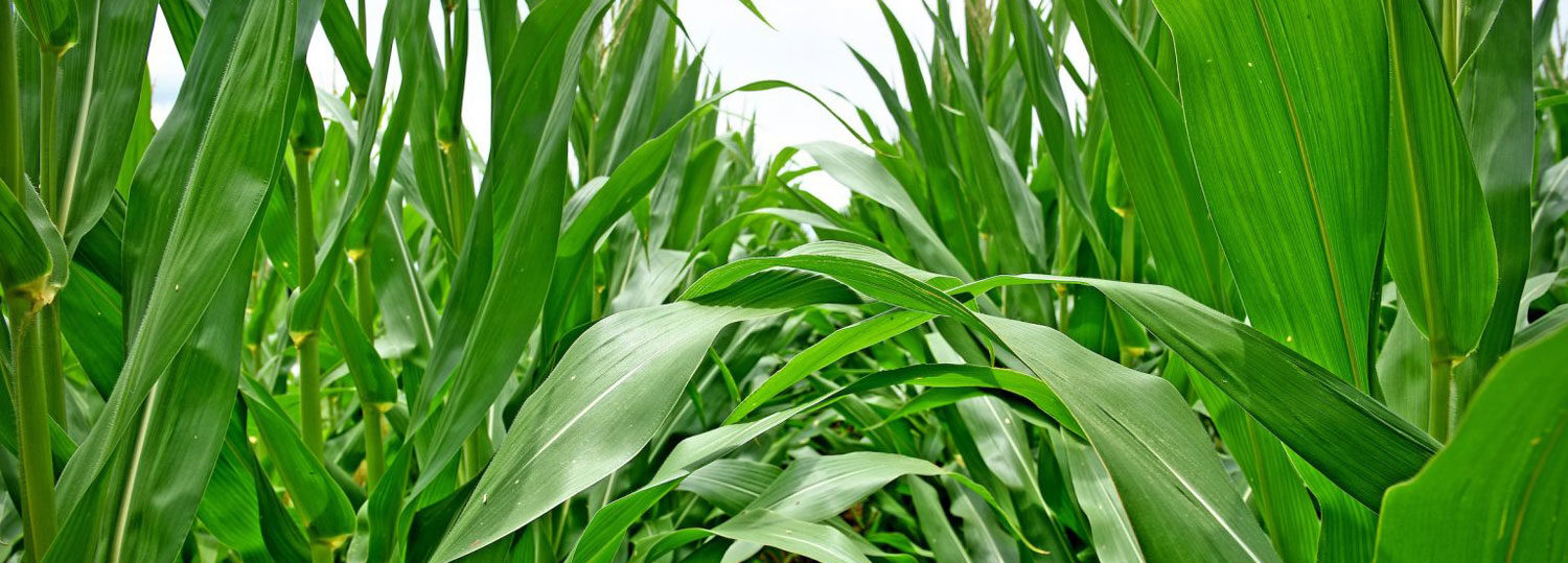A corn field in North Carolina