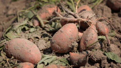 sweetpotato field