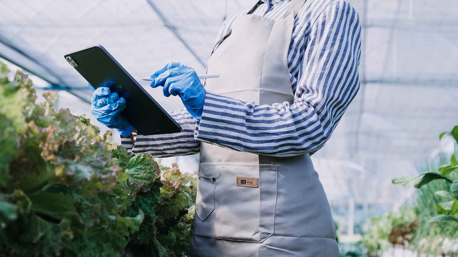 scientist evaluating plants with tablet