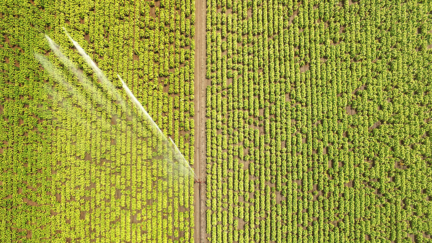 irrigating corn field