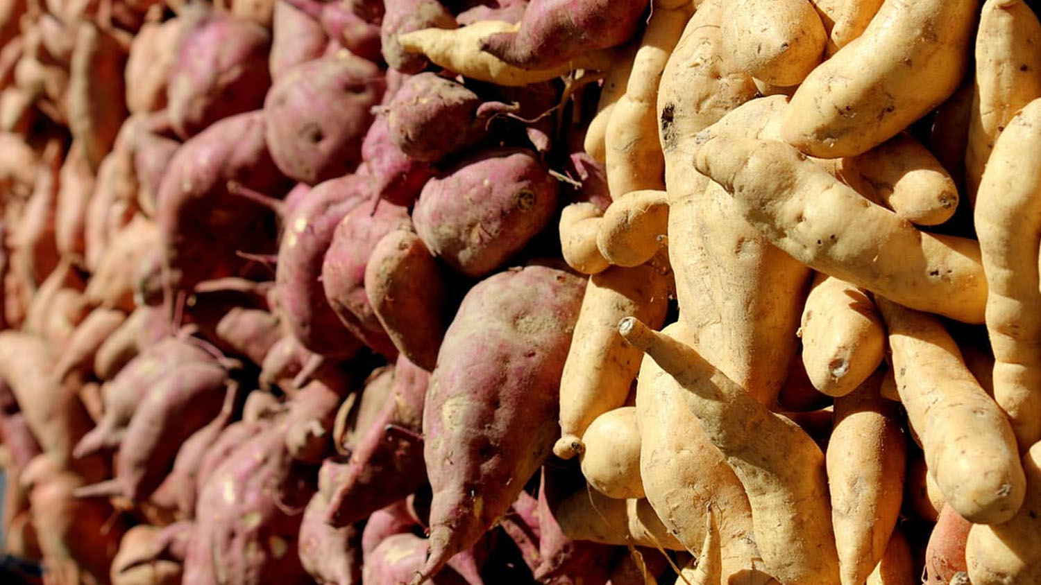 Three different varieties of sweetpotatoes with different skin colors.