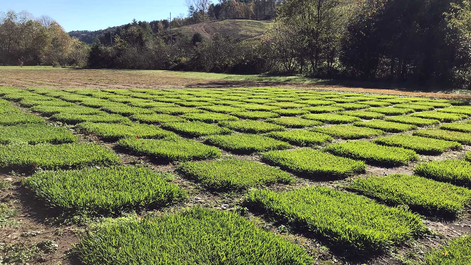 Turfgrass research plots