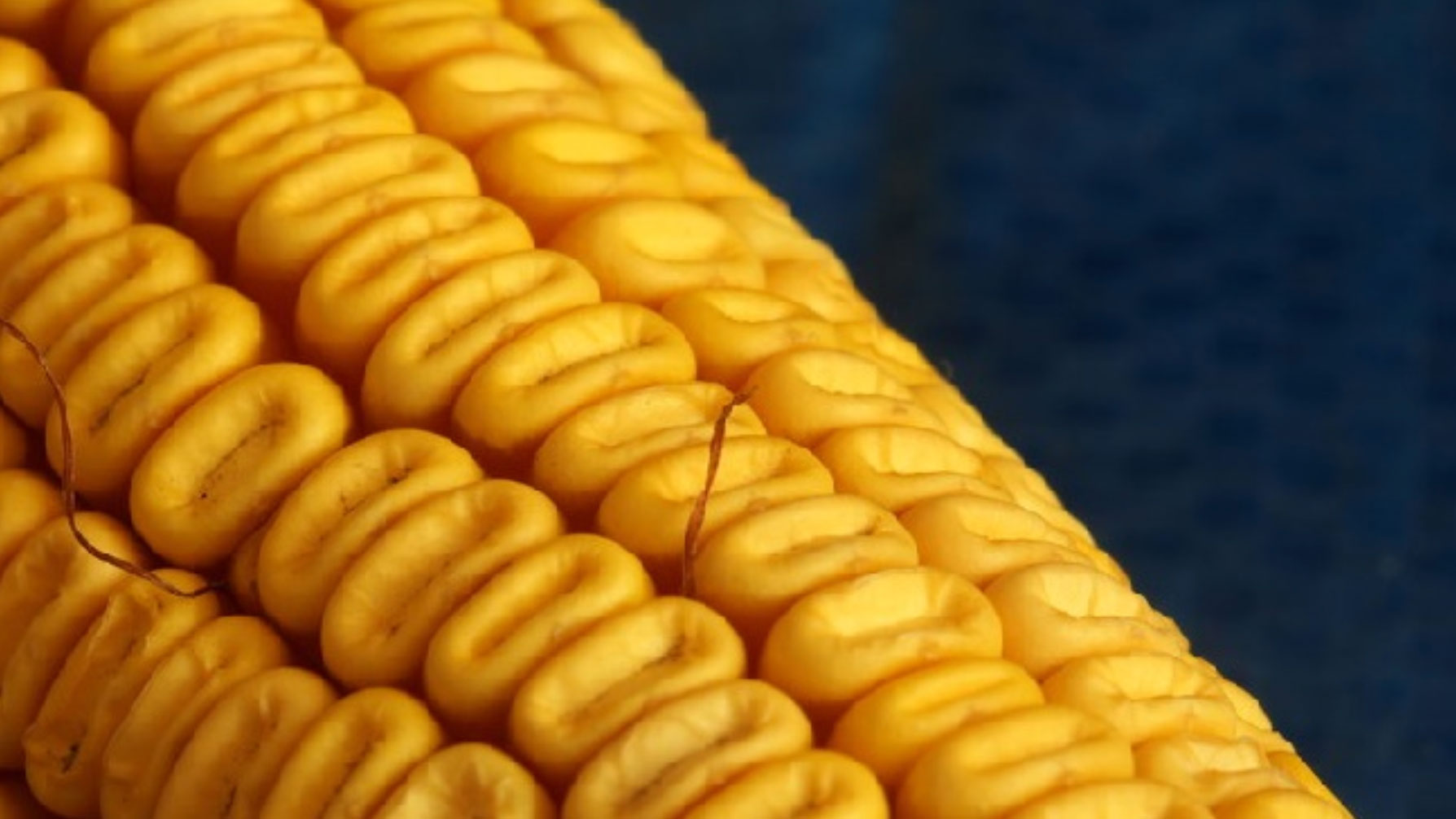 corn cobb