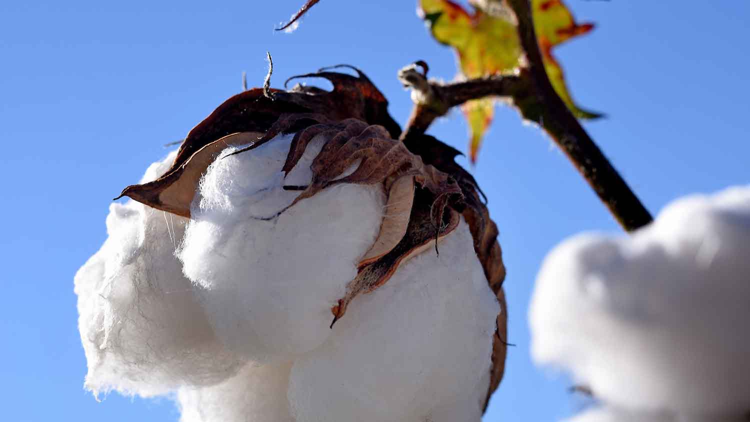 cotton boll