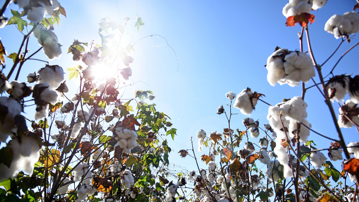 Cotton field with the sun shining