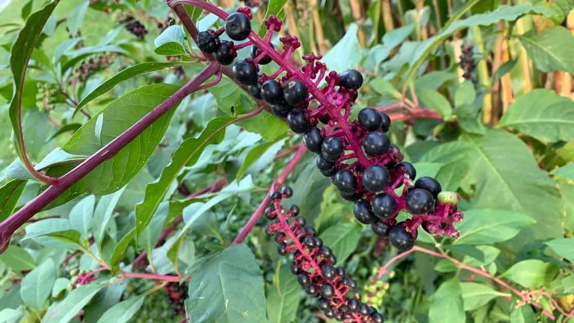 Pokeweed