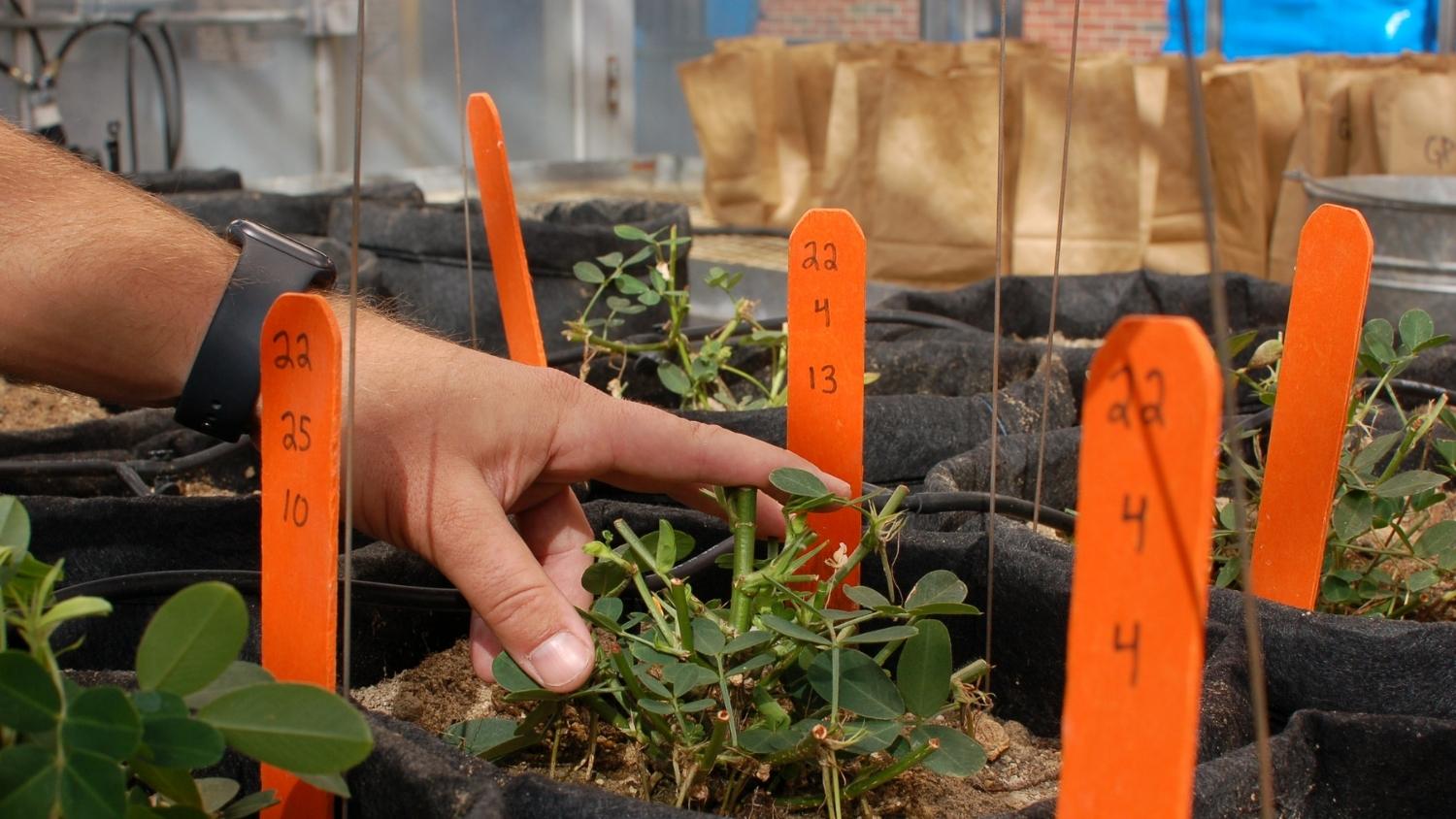 Peanut crosses in greenhouse