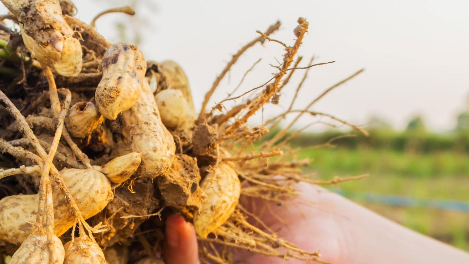 peanuts harvested from field