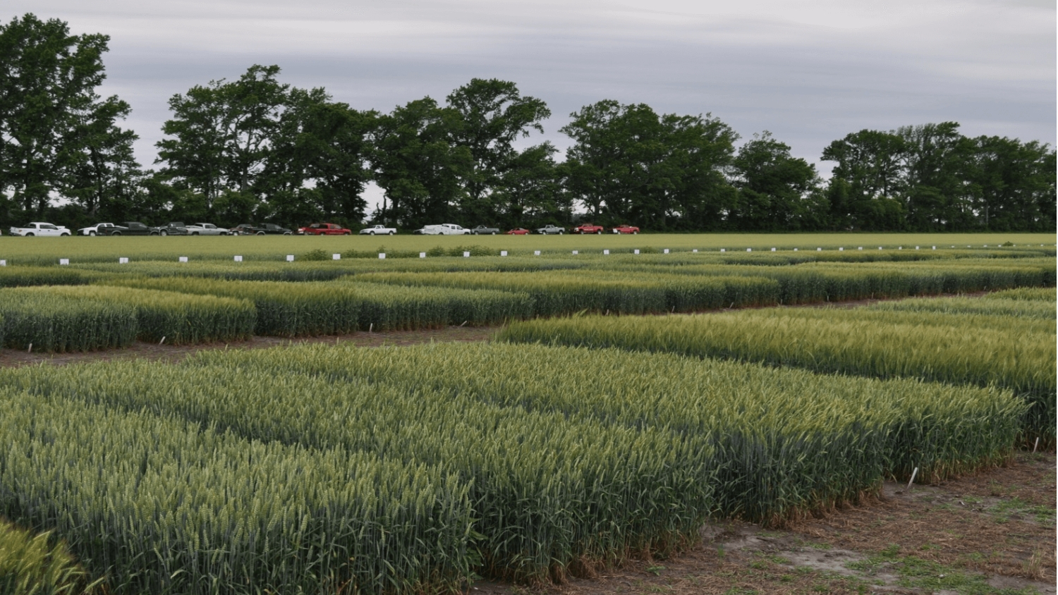 Sun Show grains test plots