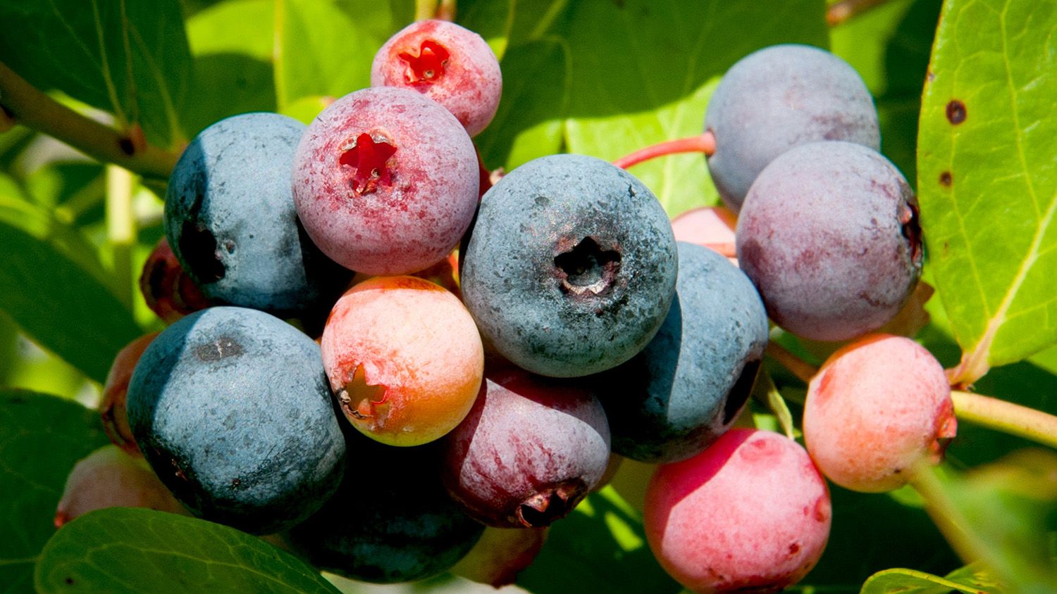 blueberries on shrub