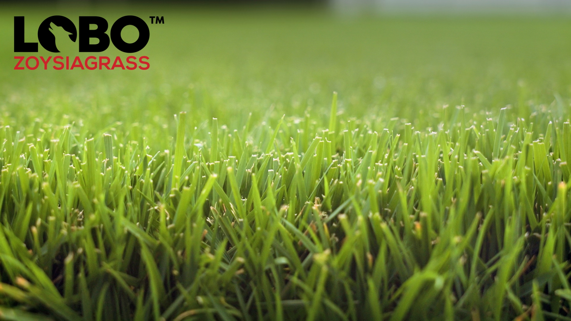 lobo zoysiagrass turf