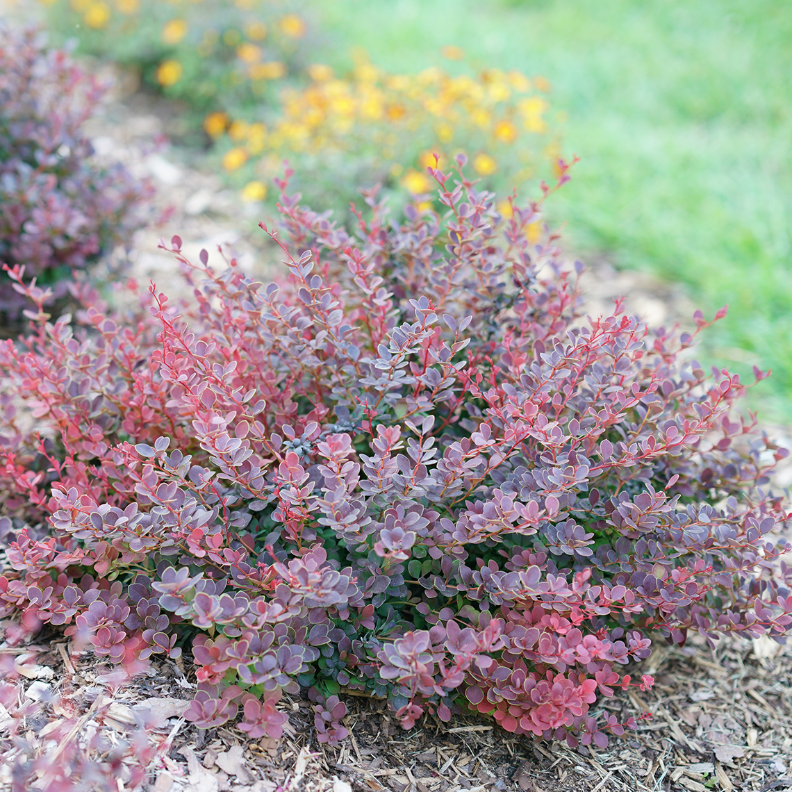 berberis barberry mini maroon