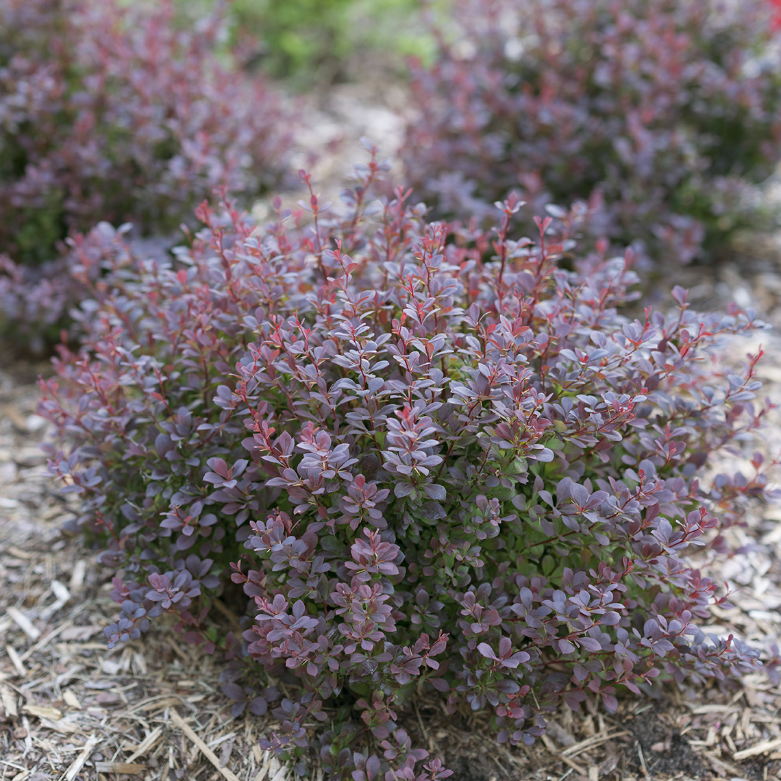 Berberis barberry Sunjoy Todo