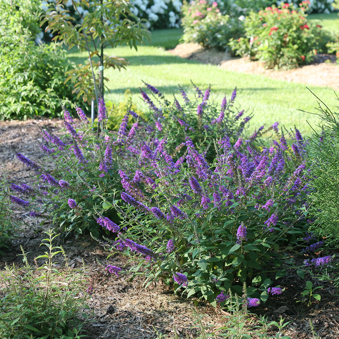 butterfly bush buddleia lo and behold blue chip jr