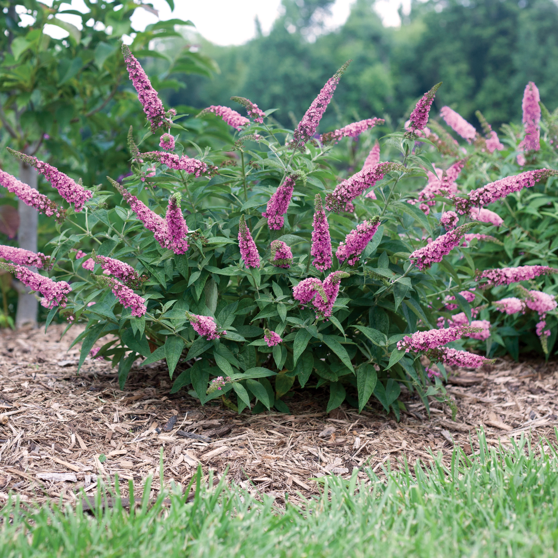 buddleia butterfly bush lo and behold pink micro chip