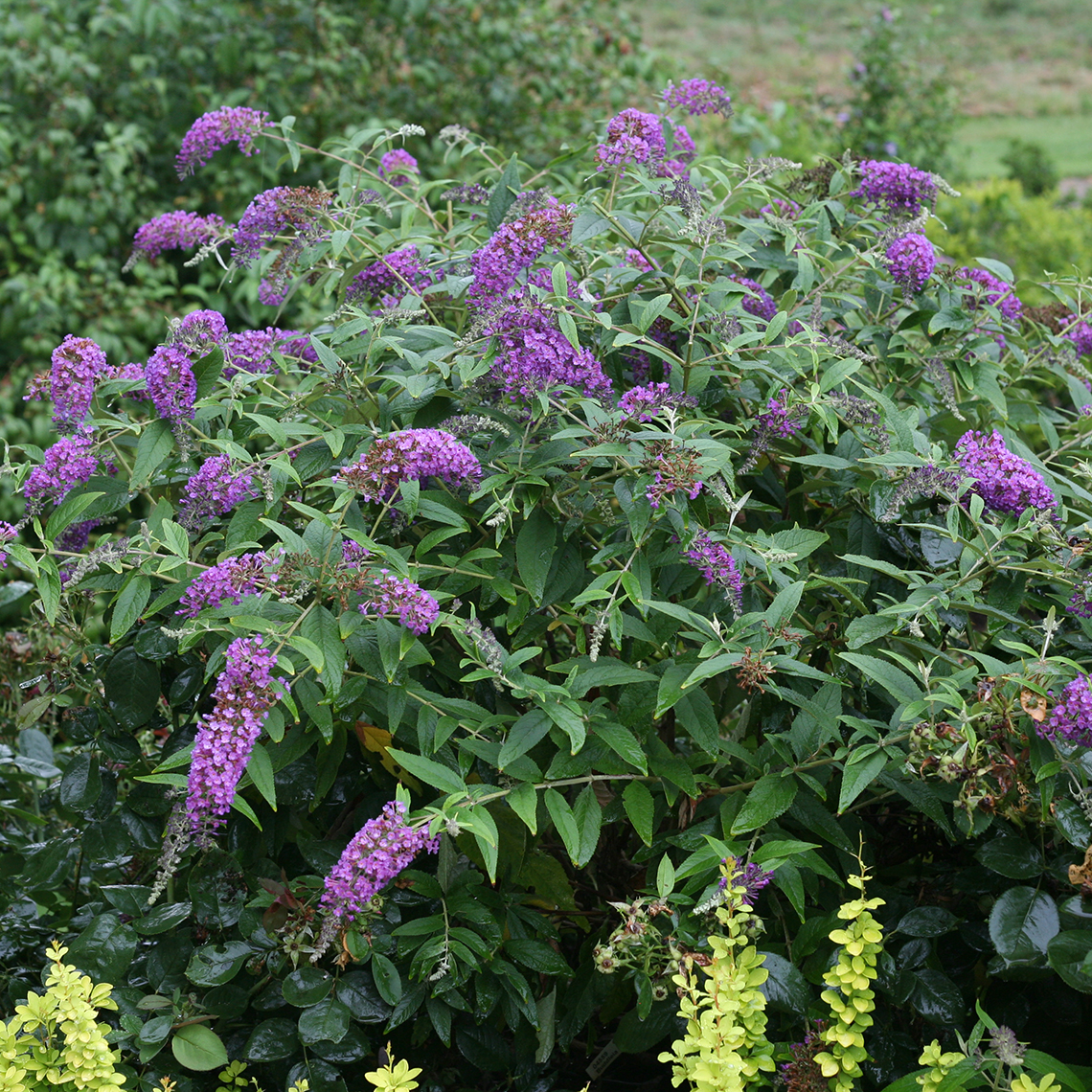 buddleia butterfly bush lo and behold purple haze