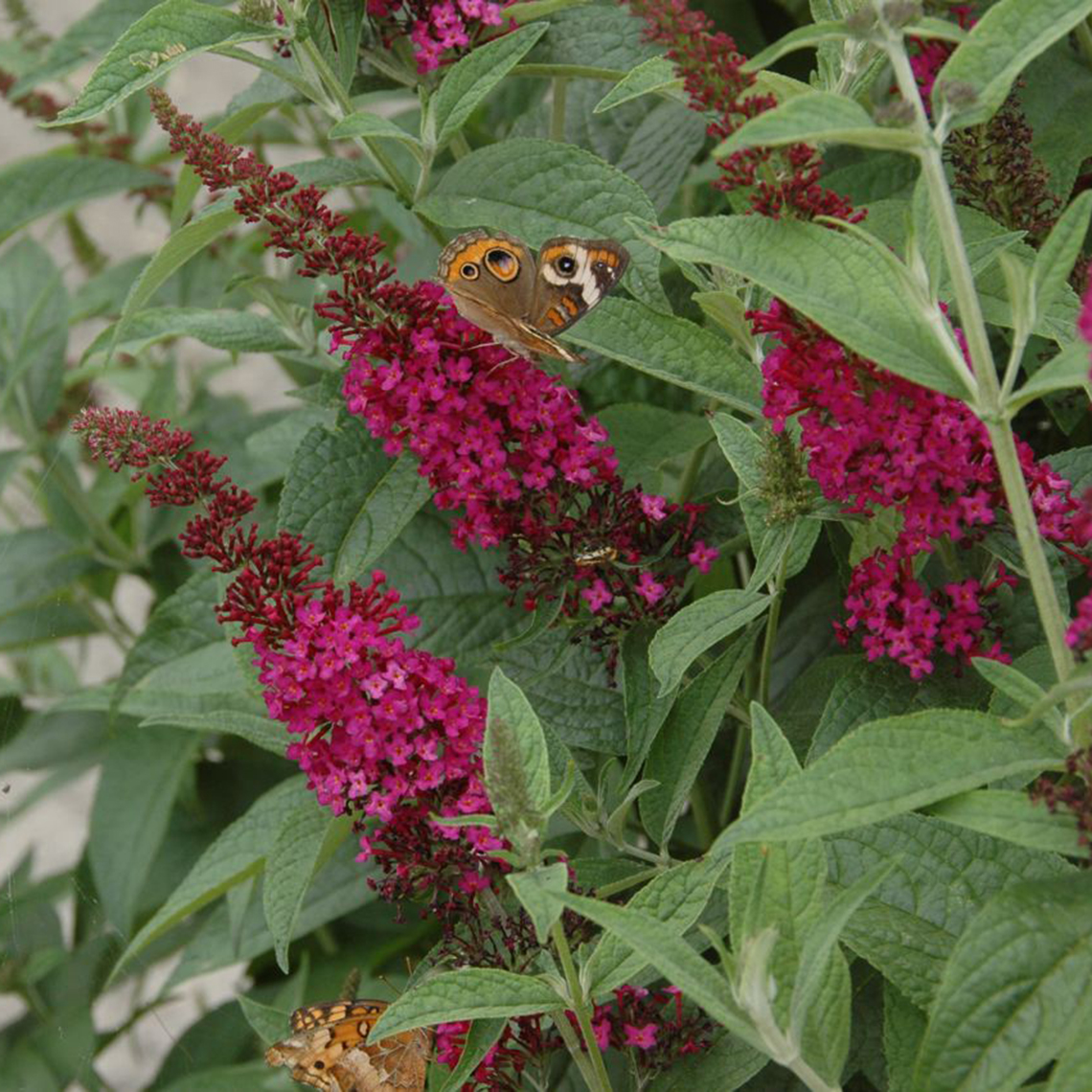 buddleia butterfly bush miss molly red