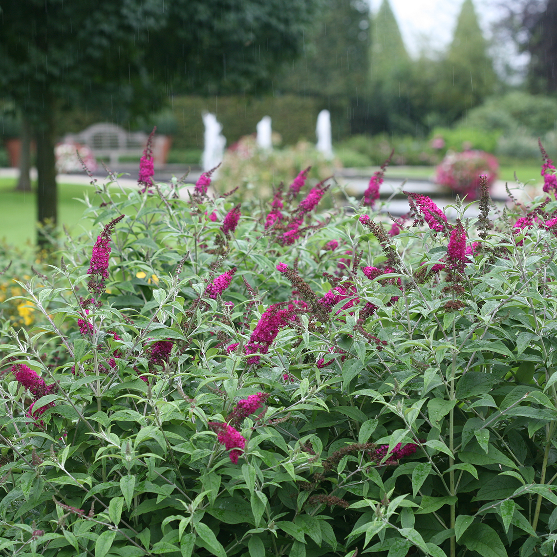 buddleia butterfly bush miss ruby