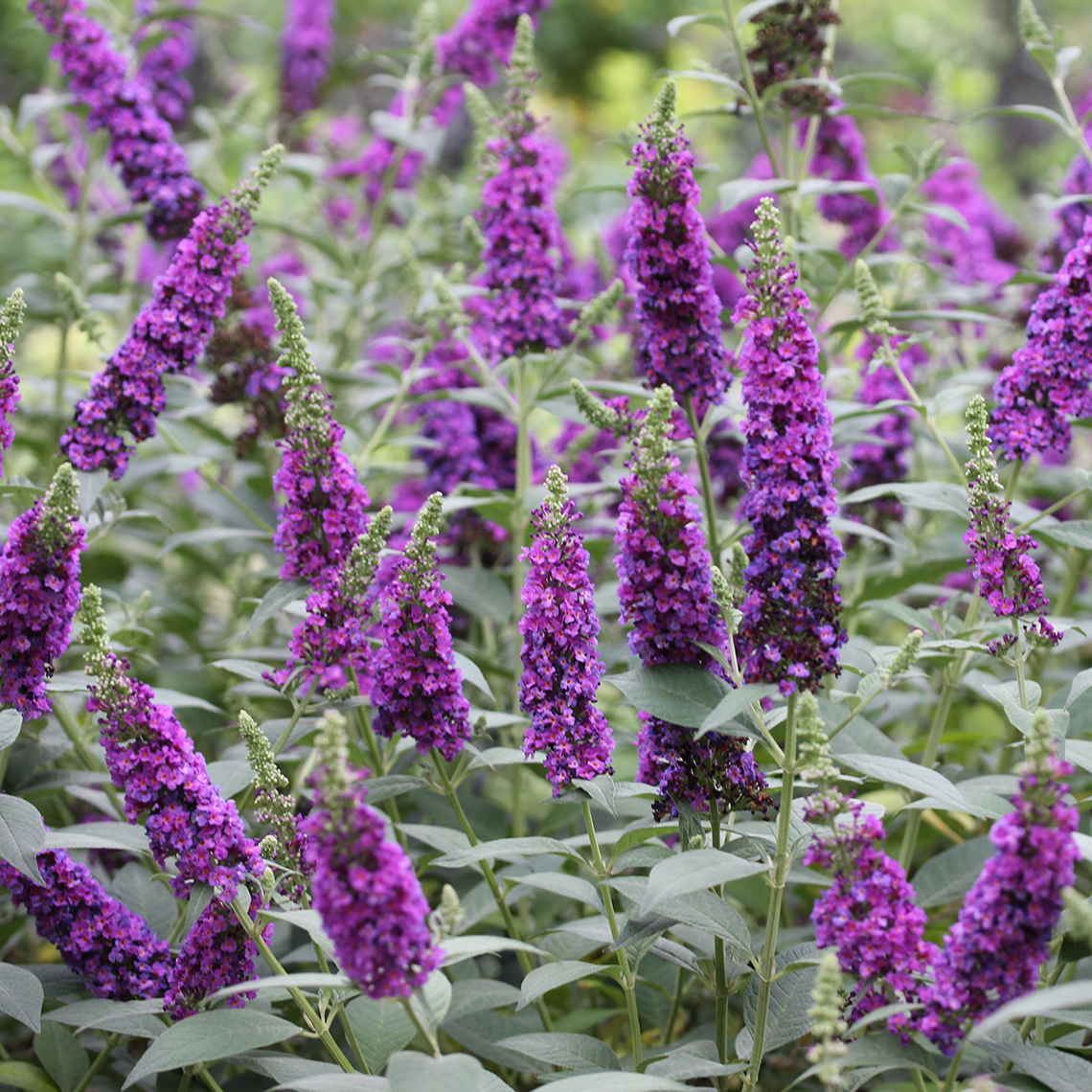 buddleia butterfly bush miss violet