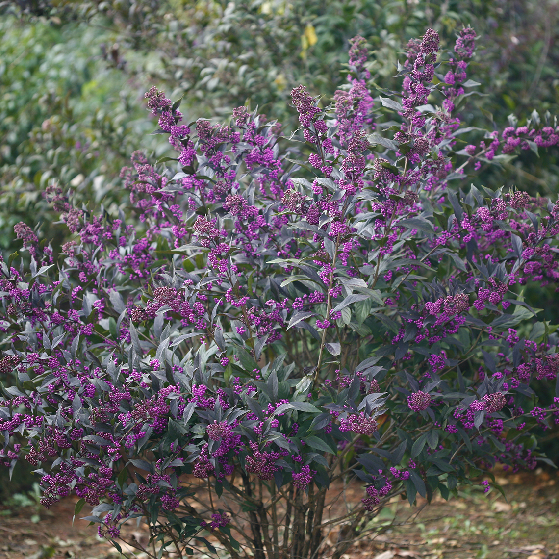 pearl glam beautyberry shrub with small purple clusters of berries