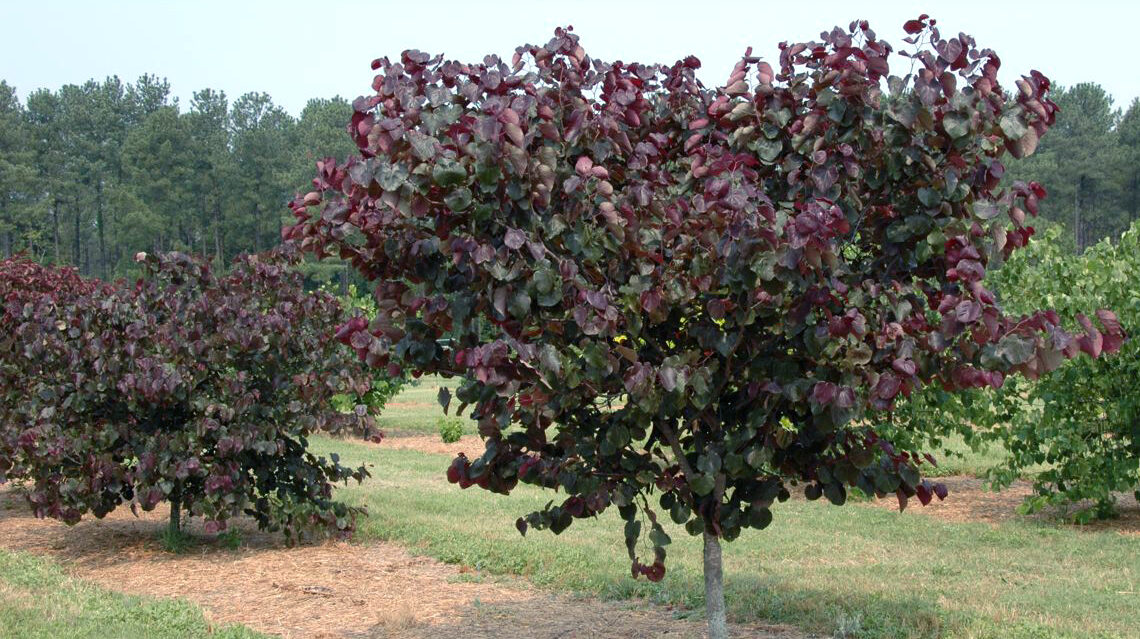 cercis redbud merlot