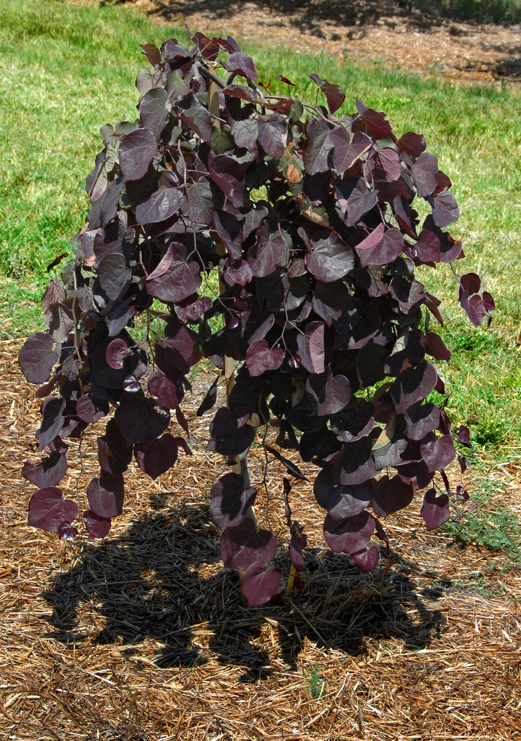 cercis redbud ruby falls