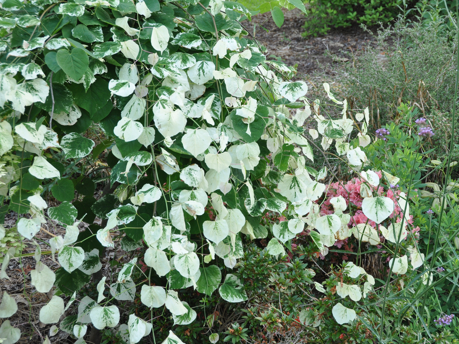 cercis redbud whitewater