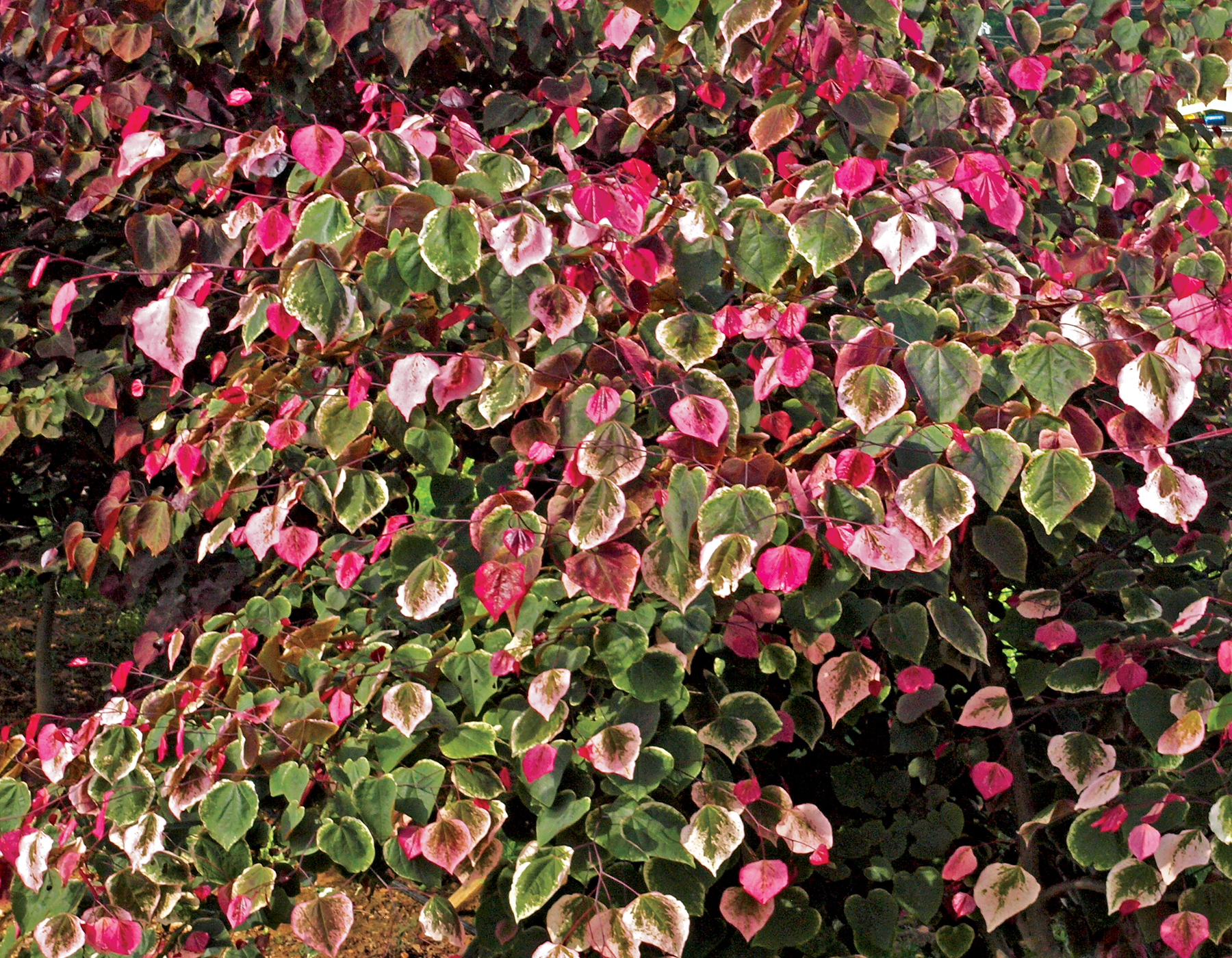 carolina sweetheart redbud tree with pink, white, and green leaves