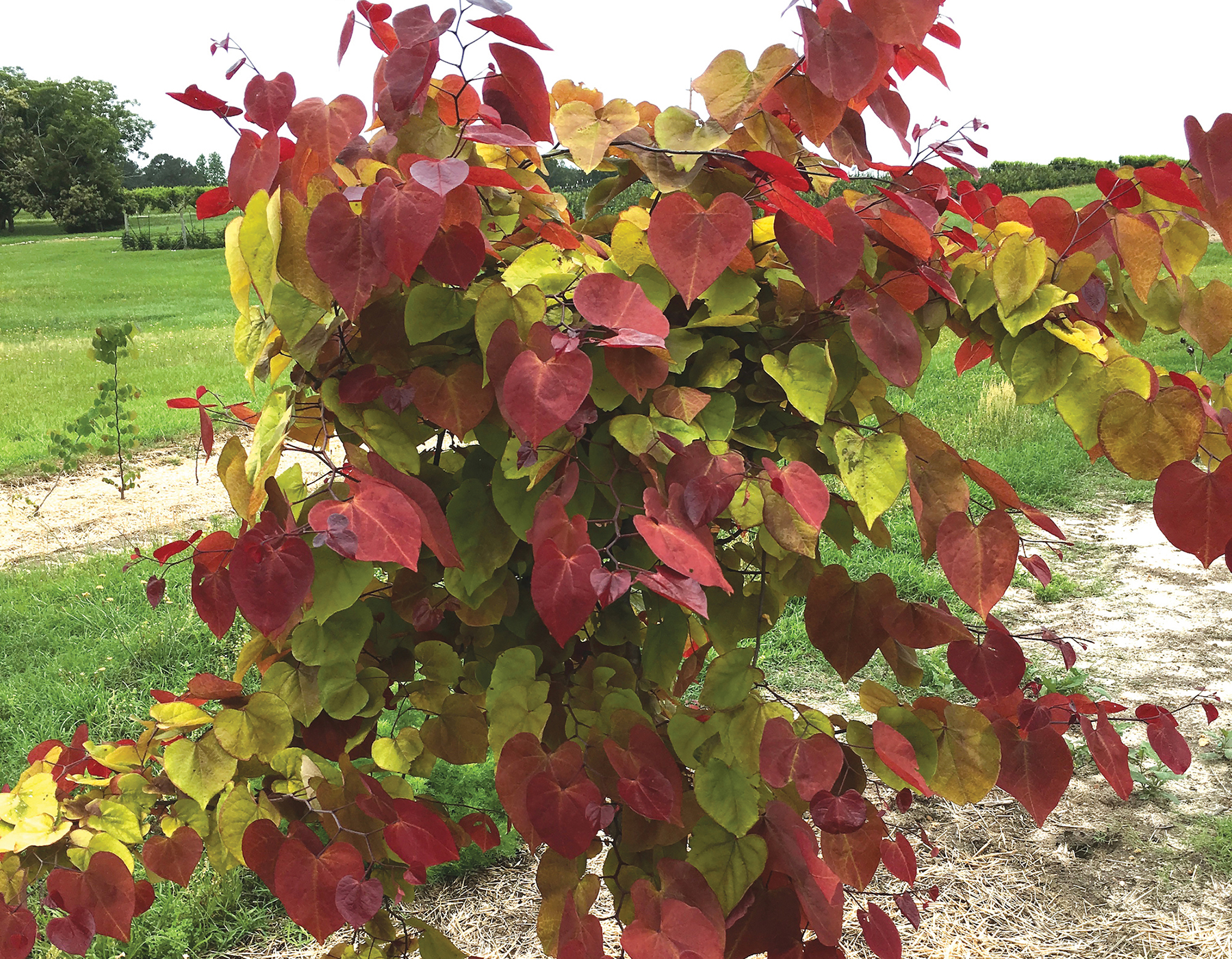 flame thrower ornamental tree with red leaves