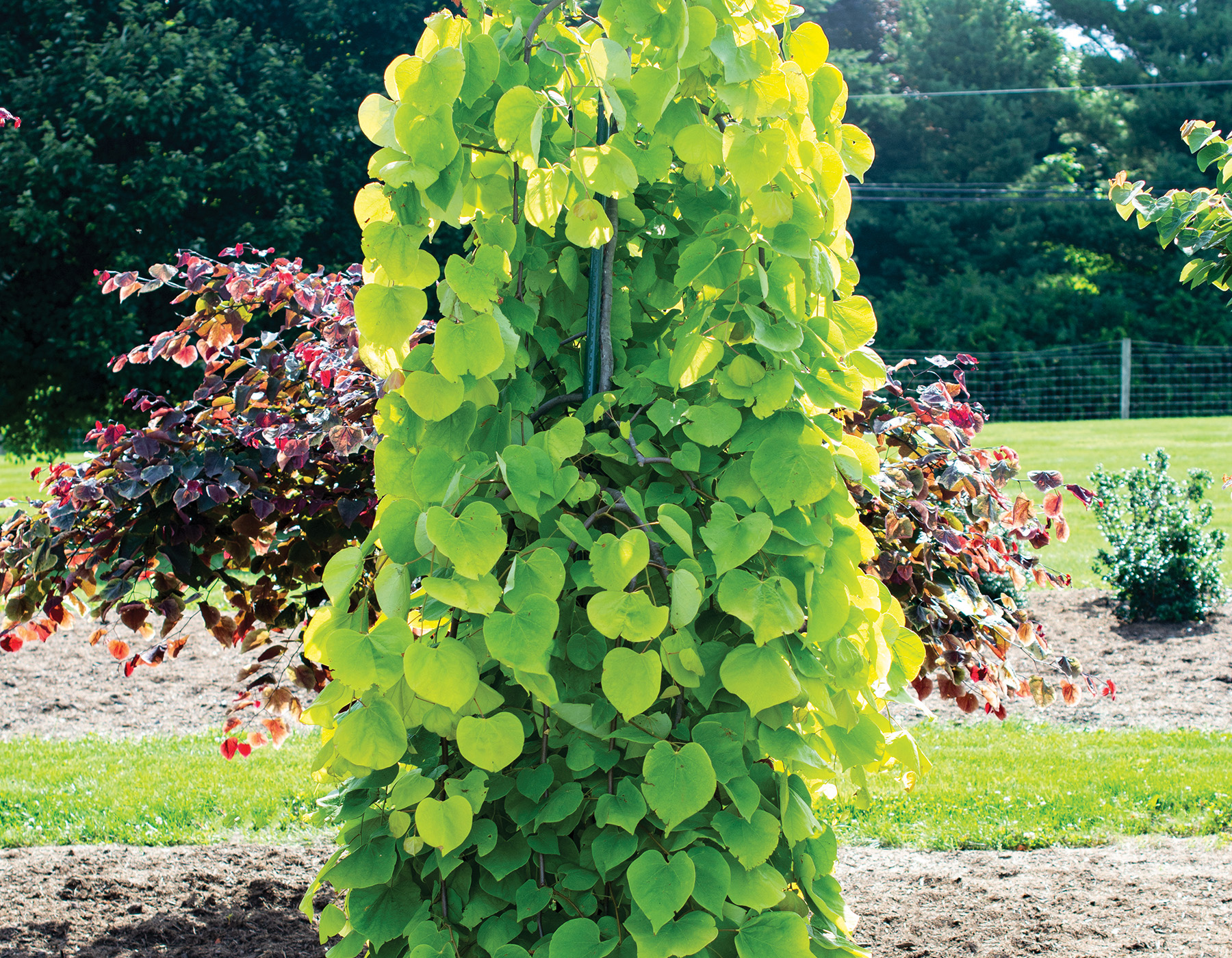 golden fall ornamental tree with weeping canopy and bright green leaves