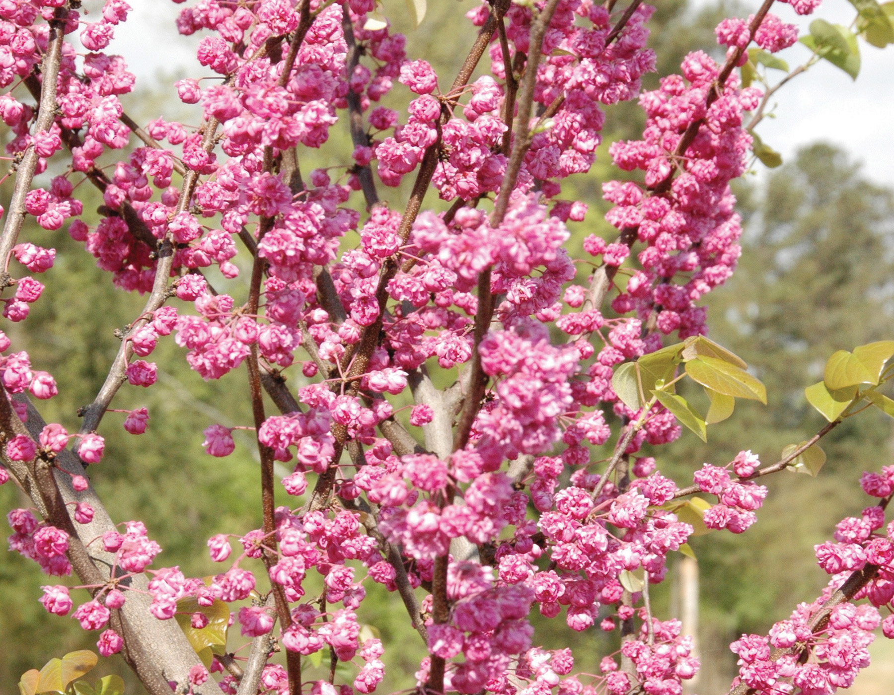 pink pom poms ornamental tree with pink flower clusters