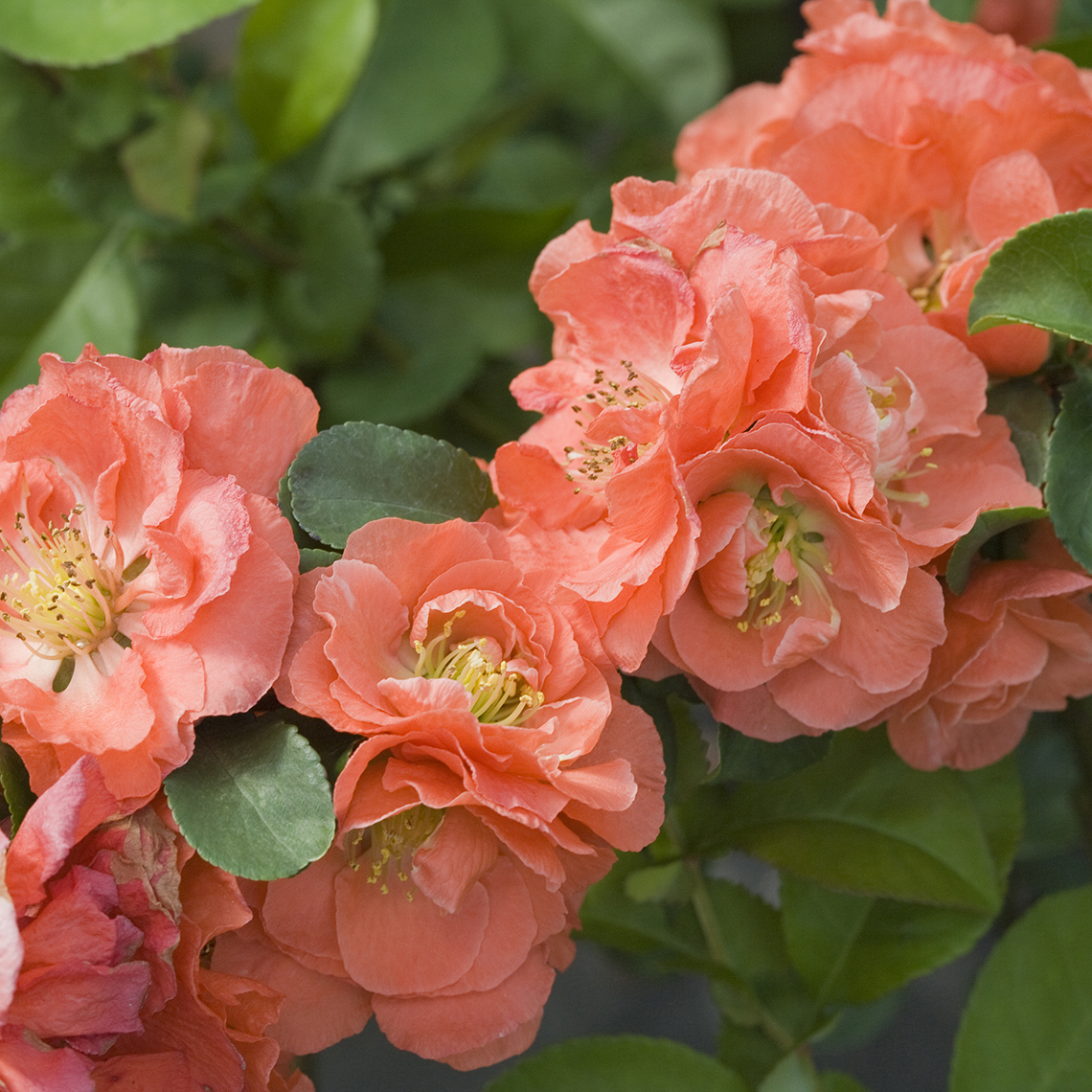 Double Take Peach Quince