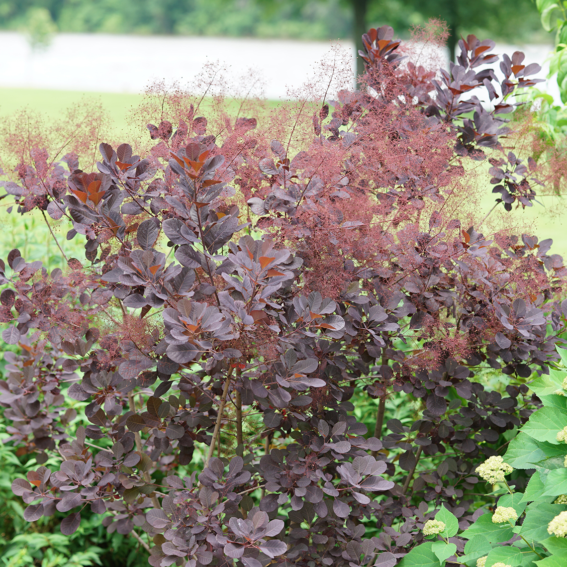 cotinus smokebush winecraft black