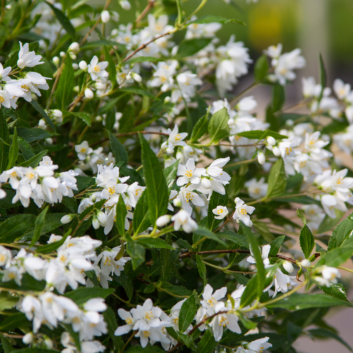 Yuki Snowflake Deutzia