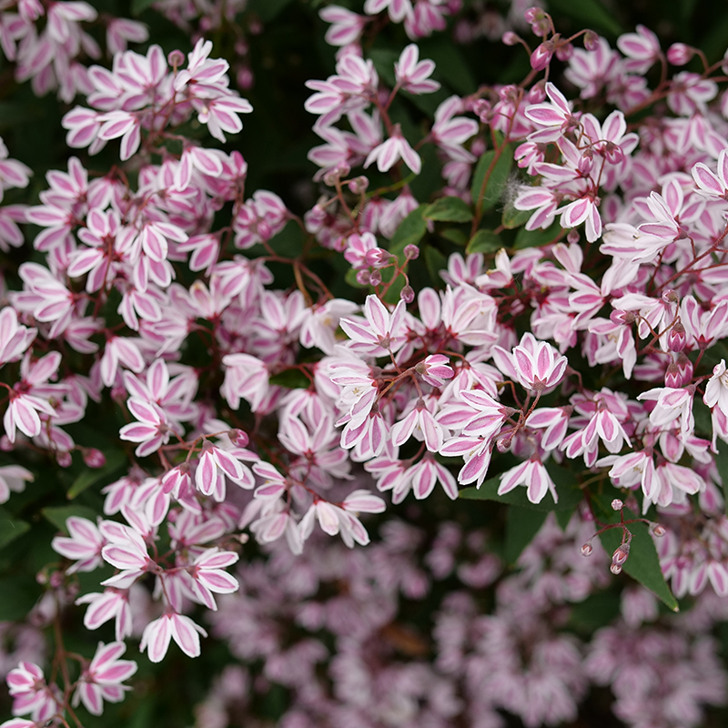 Yuki Kabuki Deutzia