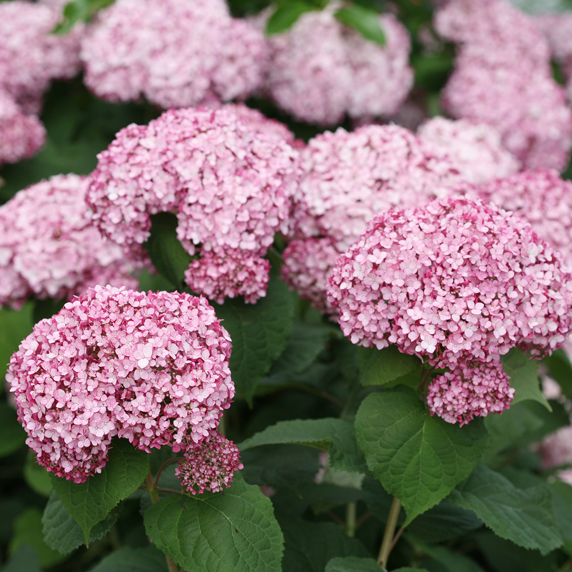 hydrangea incrediball blush