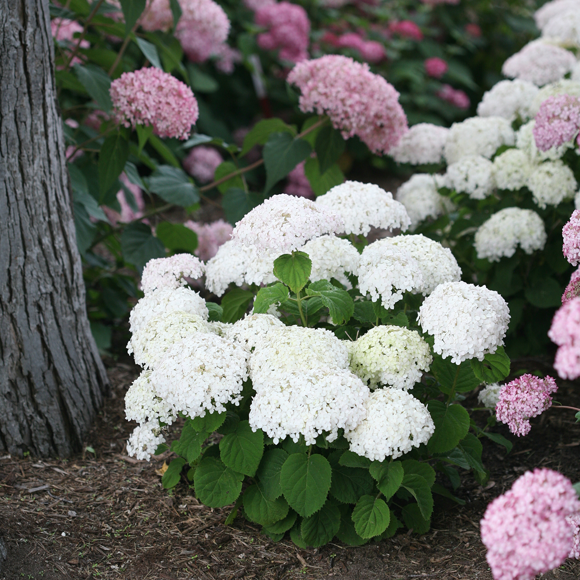 Invincibelle wee white hydrangea