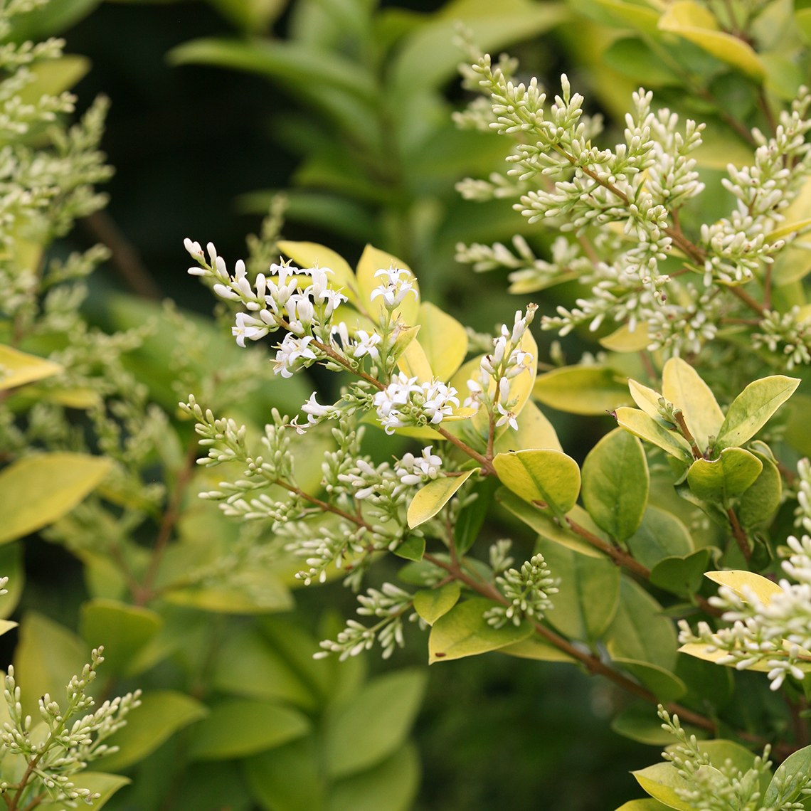 privet ligustrum golden ticket