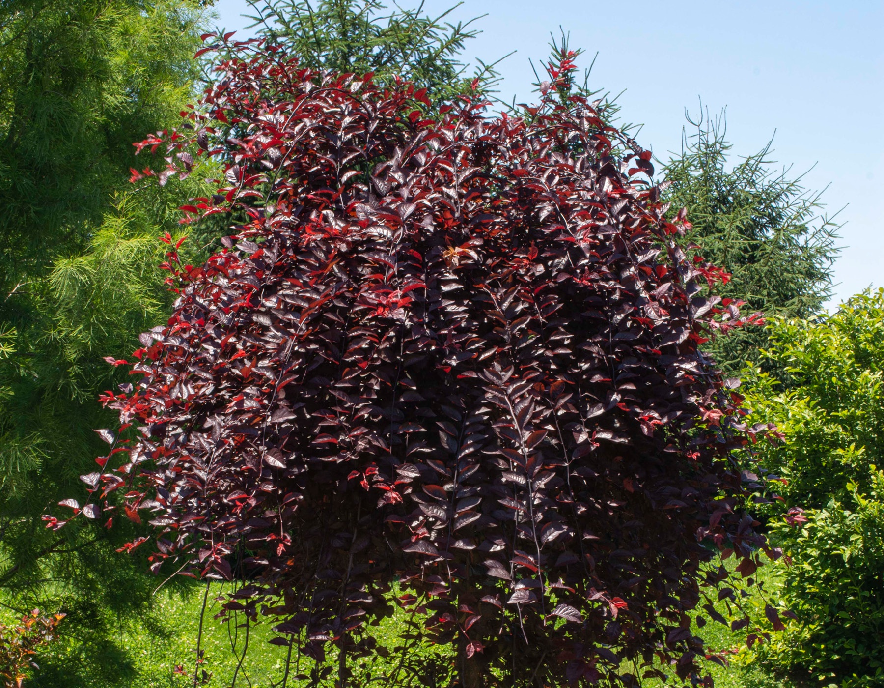 purple plunge plum ornamental tree with red /purple foliage