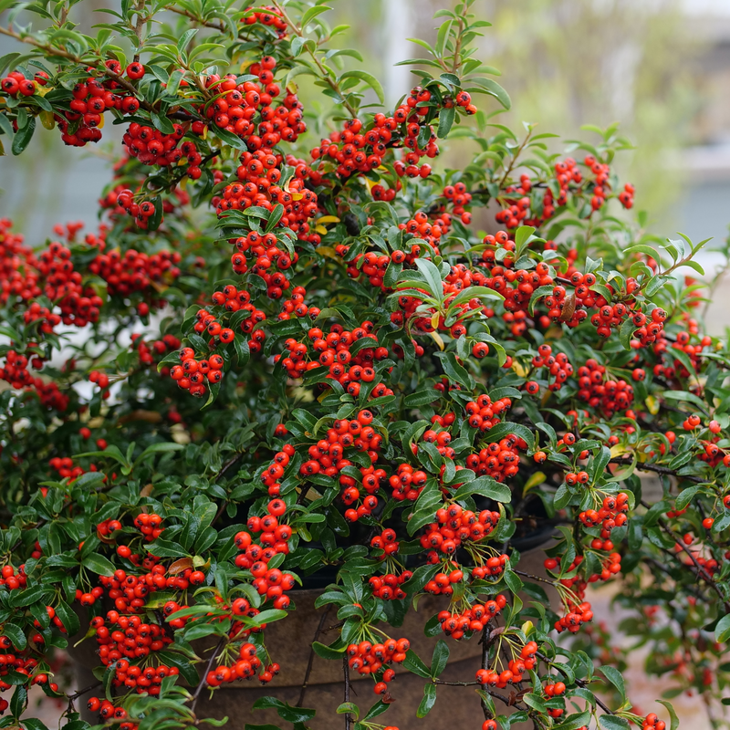 Pyracomeles berry box