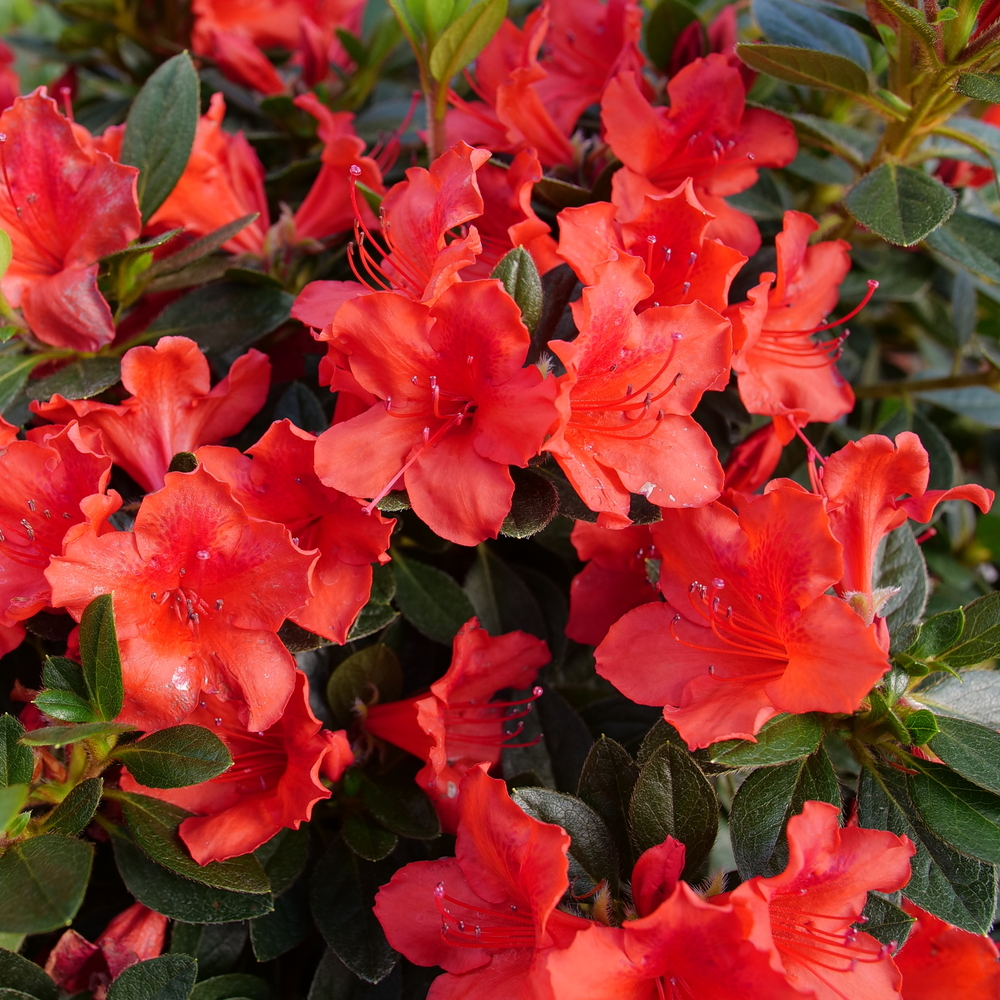 Azalea orange