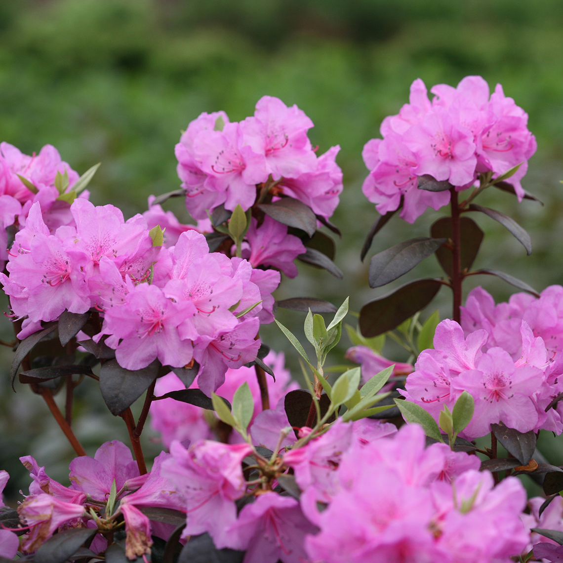 rhododendron black hat