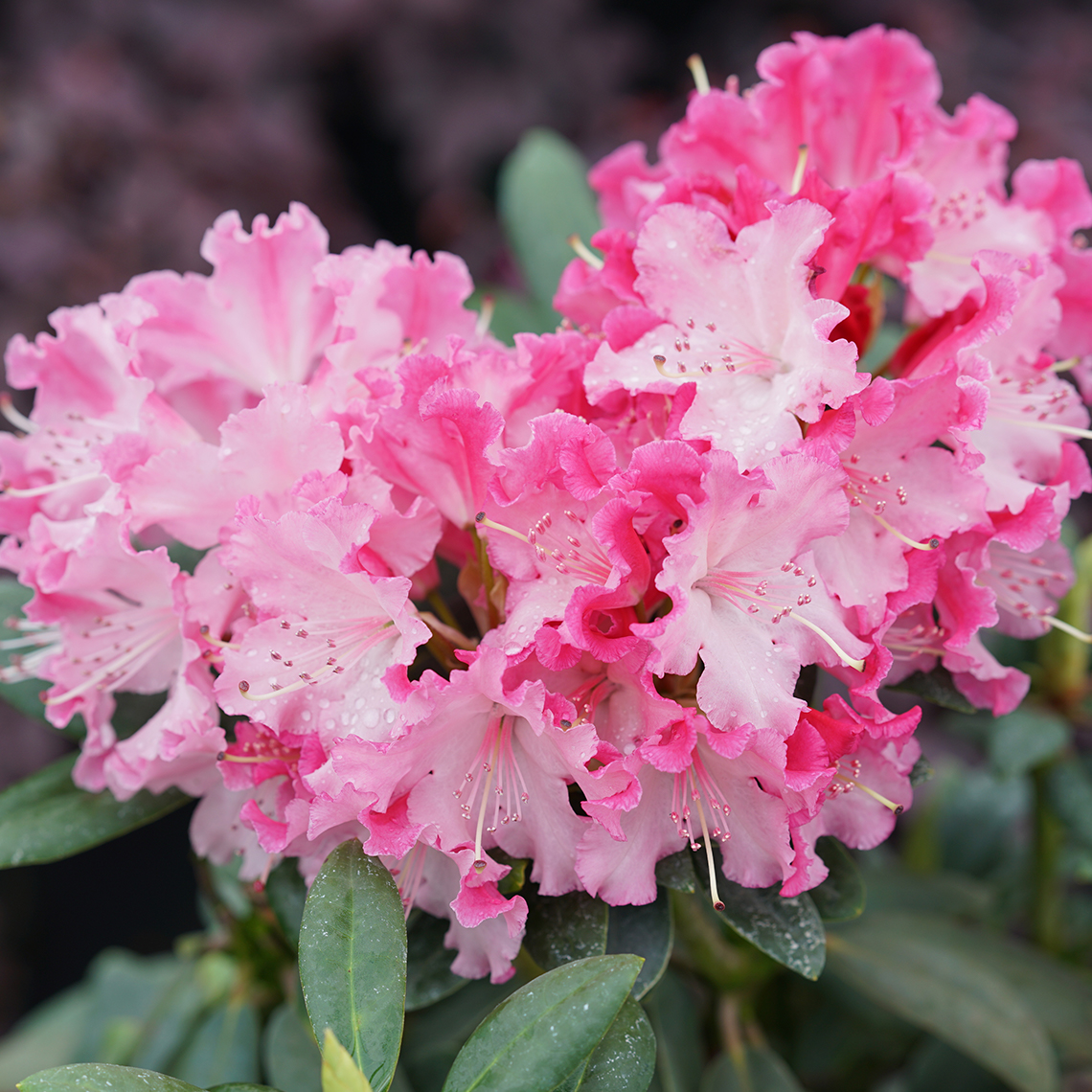 rhododendron