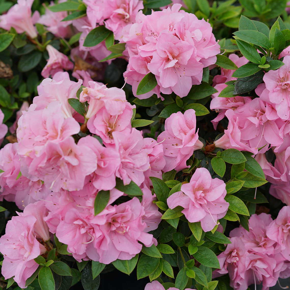 Azalea Double Pink