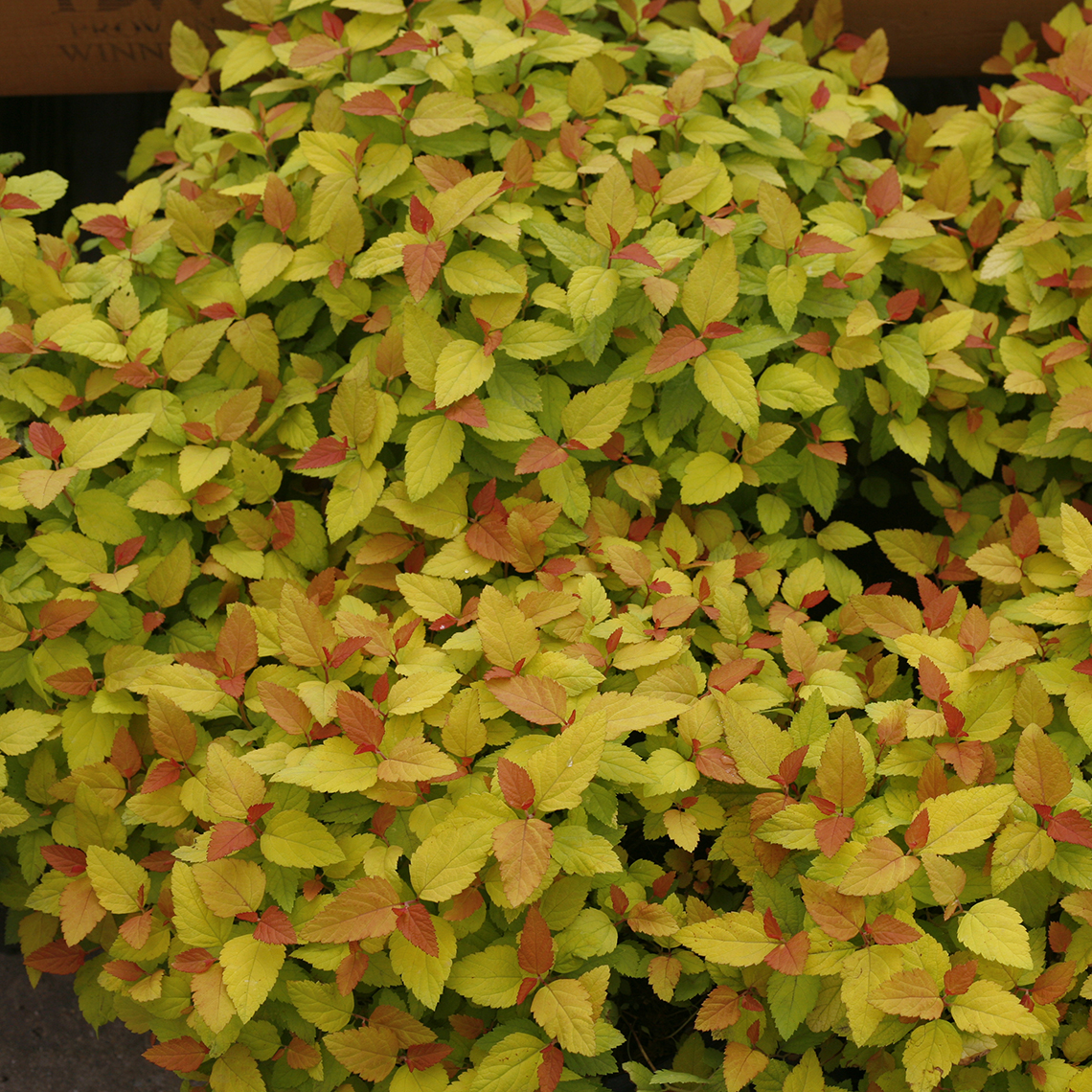 Spirea double play candy corn