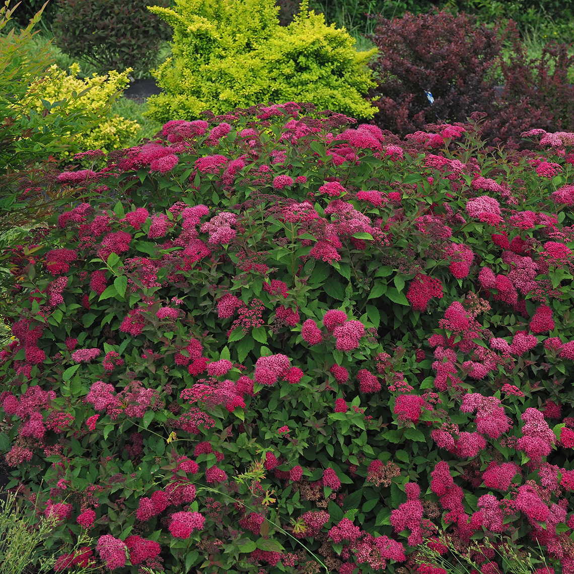 spirea double play doozie